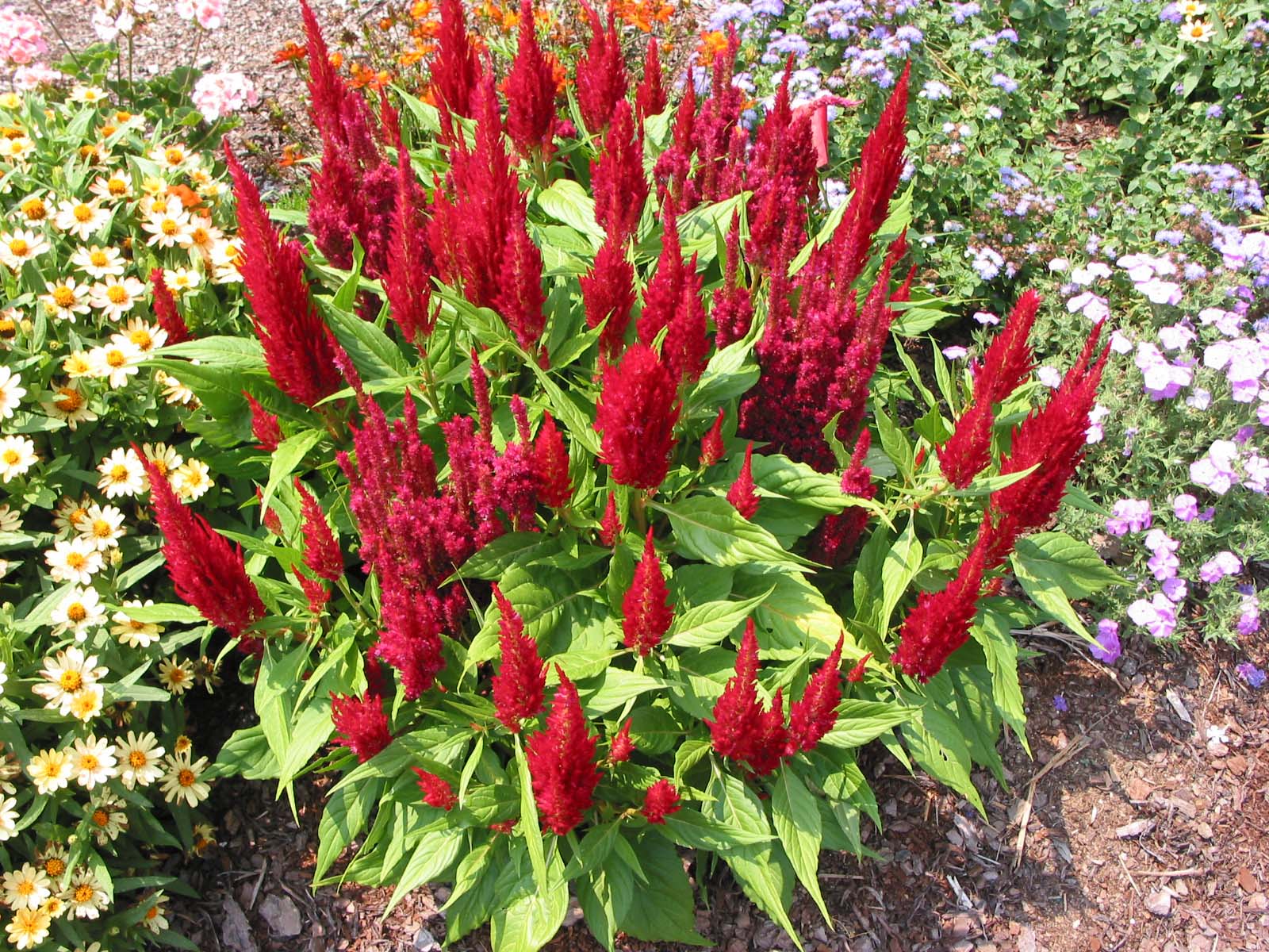 Celosia argentea